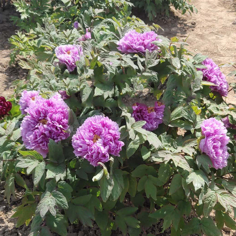 镰田藤菏泽正宗牡丹花苗进口蓝色观赏重瓣大苗树苗庭院盆栽带花苞