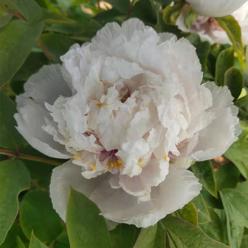 琉璃贯珠菏泽洛阳正宗牡丹花苗白色木本花卉楼顶阳台树苗庭院盆栽