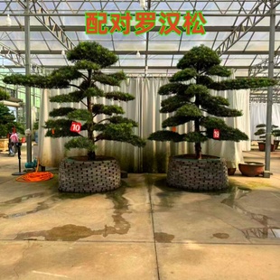 精品配对罗汉松迎客造型树大型庭院别墅工程绿化地栽盆栽四季 长青