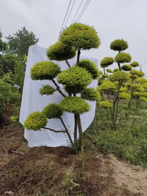 直销亮晶女贞造型树苗庭院别墅地景工程绿化金黄色叶老桩盆景四季