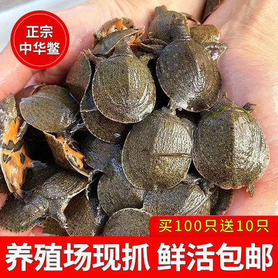 养殖基地直发甲鱼苗外塘冷水养殖小甲鱼苗中华鳖苗王八团鱼水鱼苗