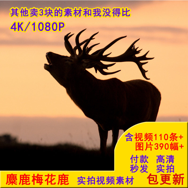 4K森系圣诞节麋鹿梅花鹿高清实拍视频图片短视频编辑pr创作素材