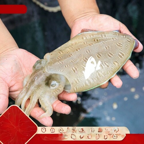 大墨鱼超大鲜活活冻东山岛