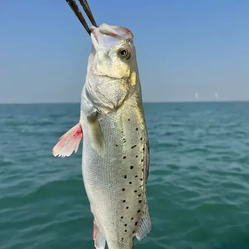 海鲈鱼东山岛海鲜海捕鲜活速