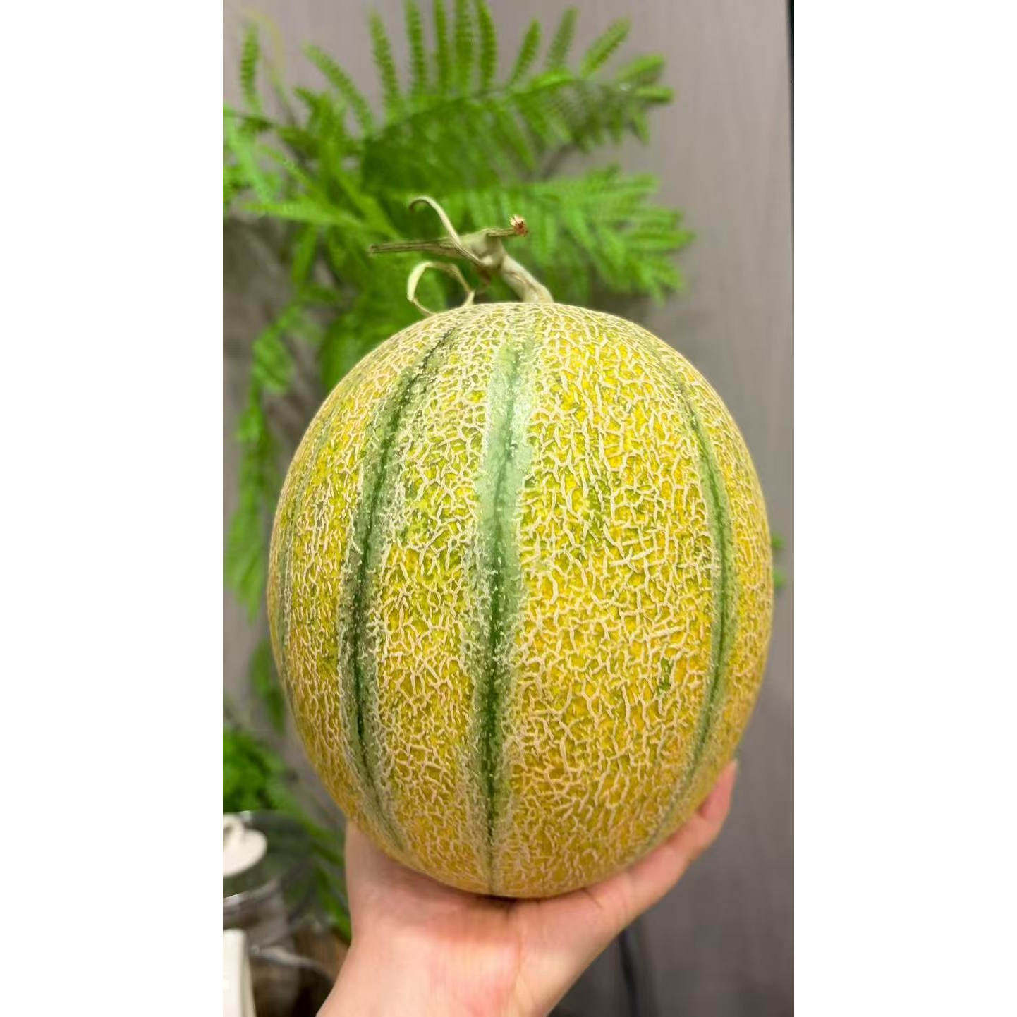 新疆新鲜哈密瓜12斤水果老汉瓜哈密瓜