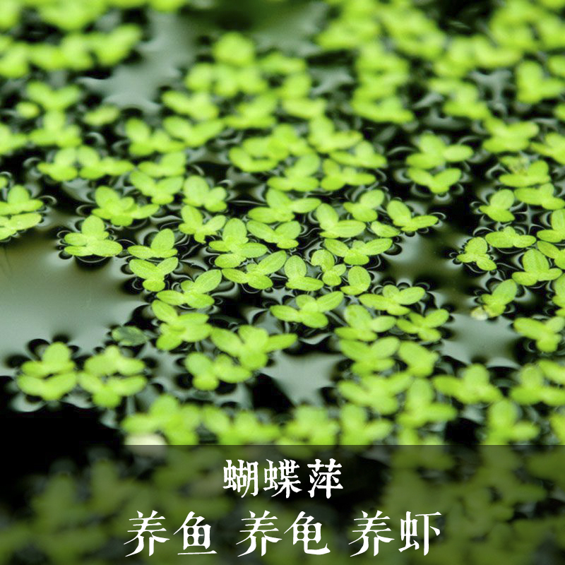 芝麻萍蝴蝶萍魚缸造景真水草浮萍肚兜/槐葉/紅毛丹/圓心/活體水養(yǎng)