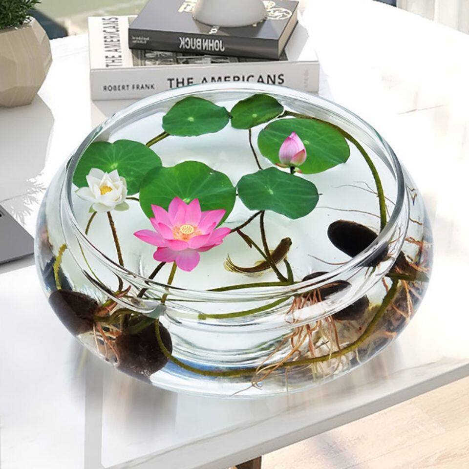 四季碗莲开口无土水培植物荷花净化空气防辐射客厅庭院吸甲醛造景