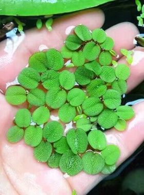 浮萍水芙蓉水生植物浮性水草浮萍槐叶浮萍净水作用饲料鱼虾缸造景