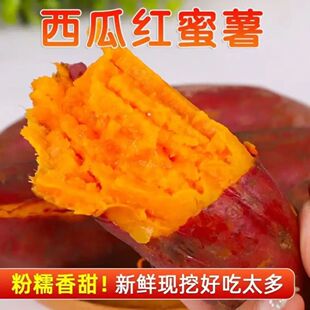当季现挖西瓜红蜜薯沙地新鲜超甜流油山芋正宗农家番薯老南瓜红薯