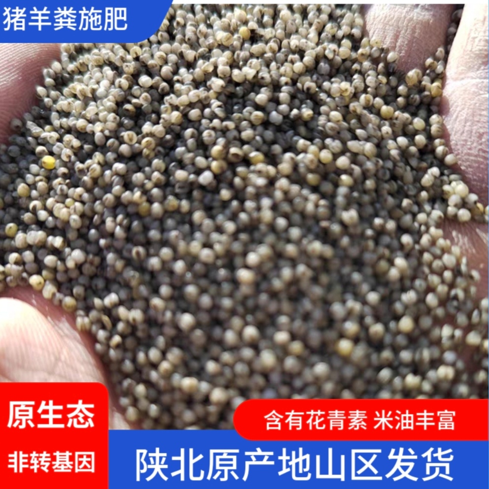 陕北本地黑小米优质花青素黑米黑小米宝宝米月子米