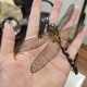 新品 爱拼 彩色蜻蜓 全金属不锈钢DIY拼装 模型3D迷你立体拼图