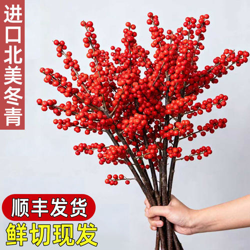 北美冬青红果真花鲜切花水培植物束水养绿植切枝年宵花进口花卉
