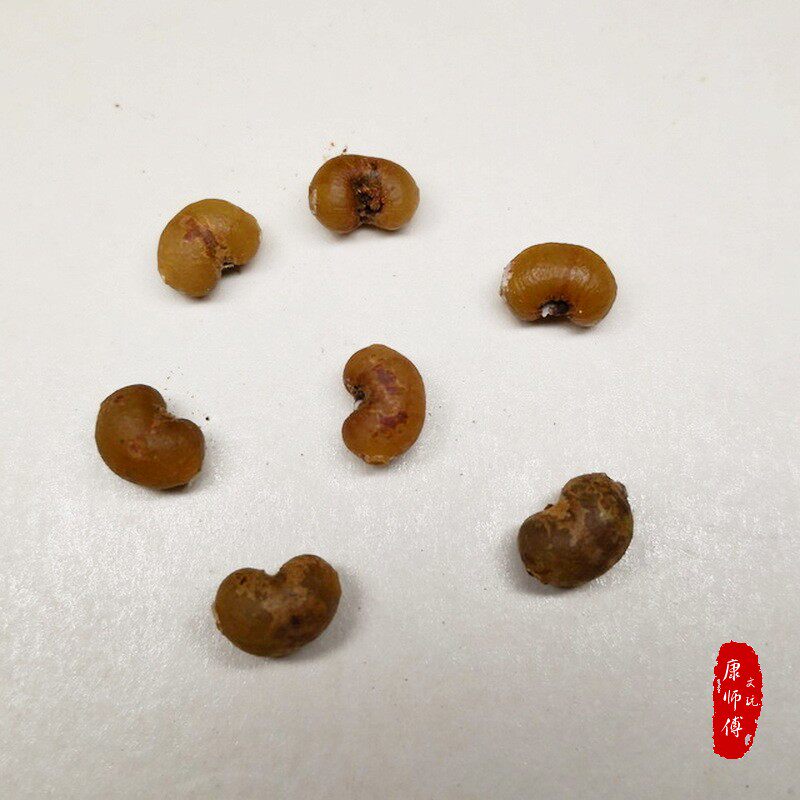 天然玉化金佛草 金佛草菩提子金佛珠 小佛眼小佛眼菩提佛珠天使凤