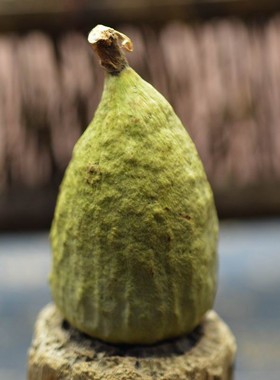 绿色木馒头菩提 木馒头菩提子 乾坤袋菩提 紫金钵盂 金刚菩提