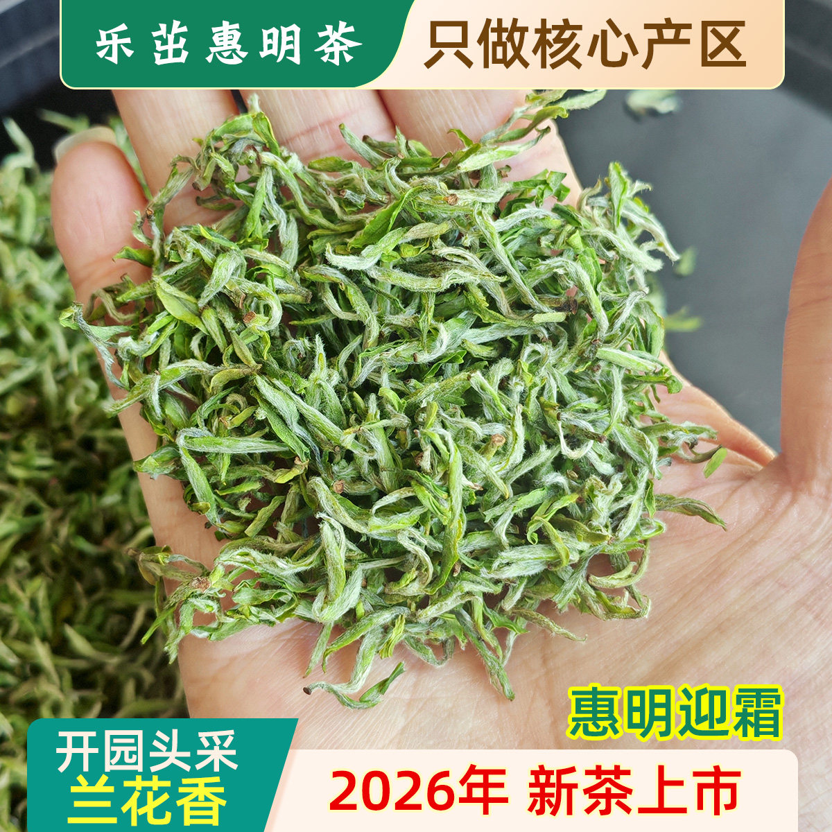 迎霜兰花香 乐茁2026年新茶金奖惠明茶开园头采 景宁特产手工绿茶