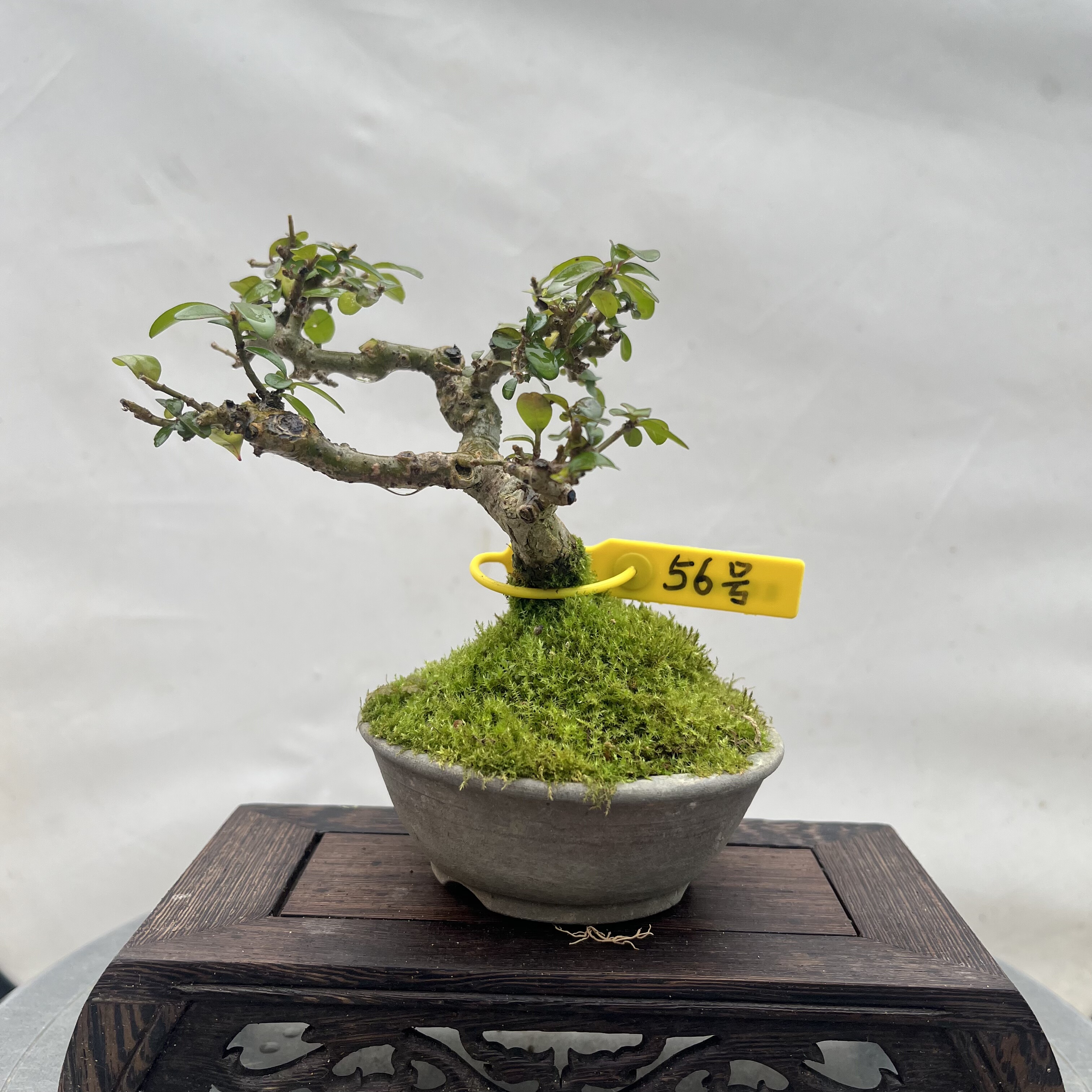 日本进口水蜡掌中宝小老桩开花盆景只有一盆,鲜花速递/花卉仿真/绿植园艺,造型盆景,淘宝优惠券,粉丝福利购,淘宝优惠卷