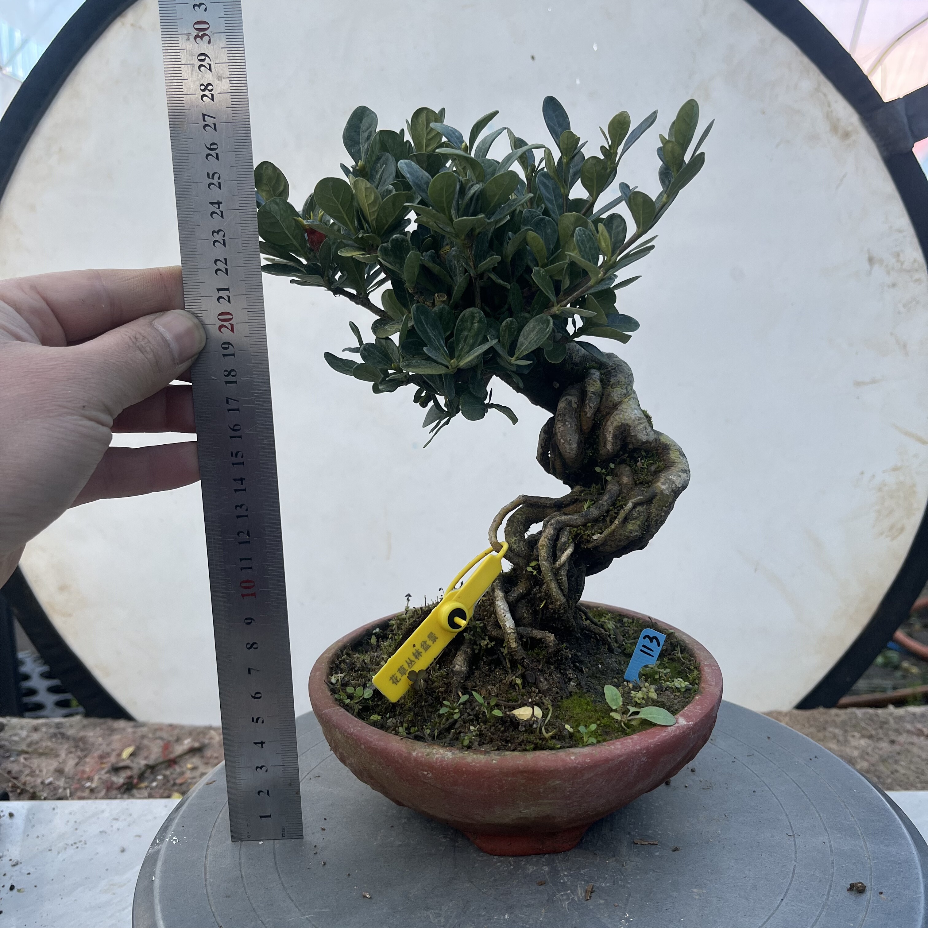 达摩喜黛玉栀子花小老桩一手托盆景书形优美开花结果,鲜花速递/花卉仿真/绿植园艺,造型盆景,淘宝优惠券,粉丝福利购,淘宝优惠卷