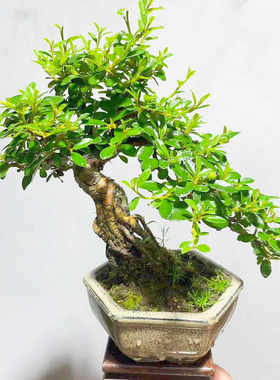 室内绿植老桩掌上小品对接白蜡