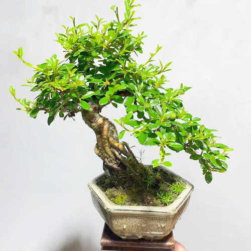 室内绿植老桩掌上小品对接白蜡