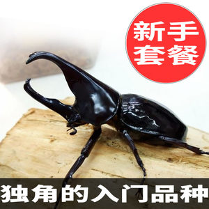 甲虫宠物价格 甲虫宠物图片 星期三