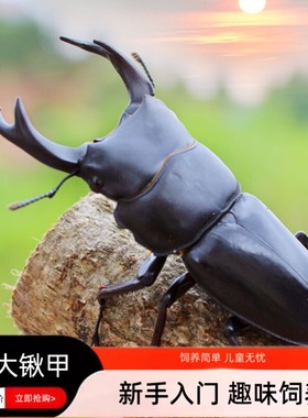 新手入门锹甲成虫饲养简单送果冻