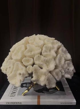 现代简约纯天然海产品白色珊瑚创意装饰品摆设样板间高端珊瑚摆设