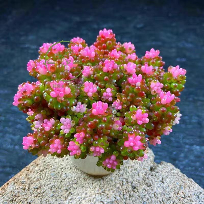 彩色浆果锦群生多头多肉植物七彩龙珠盆栽肉肉绿植花卉防辐射