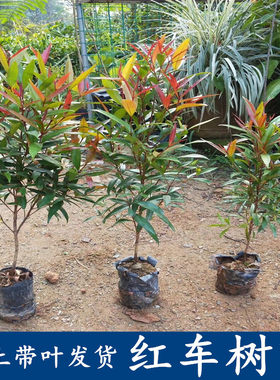 南北方观叶绿化植物红车盆栽常绿