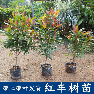 南北方观叶彩叶绿化树植物红车木盆栽红车苗室内外庭院常绿行道树