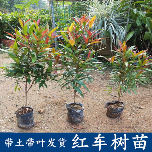 南北方观叶绿化植物红车盆栽常绿