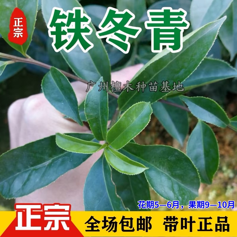 铁冬青树苗万紫千红庭院四季常绿