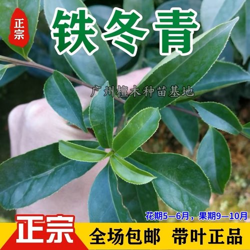 铁冬青树苗万紫千红庭院四季常绿