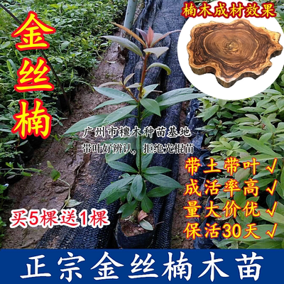 金丝楠木树苗小叶桢楠常绿买5送1