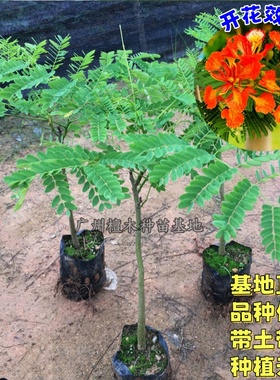 凤凰木树苗 红花楹苗 金凤花树 名贵风景树 南北方 庭院 常绿乔木