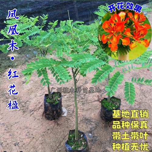 凤凰木树苗红花楹苗庭院绿化苗
