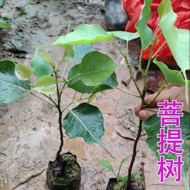 印度菩提树苗大金刚菩提盆栽地栽