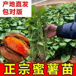 新鲜红薯秧苗红心红薯苗红心蜜薯秧子西瓜红蜜薯苗产地河南包邮