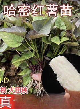 哈密红薯苗冰糖心白心地瓜高产蜜薯秧苗蜜薯苗白薯苗产地河南包邮