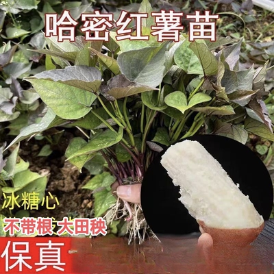 哈密红薯苗冰糖心白心地瓜高产蜜薯秧苗蜜薯苗白薯苗产地河南包邮