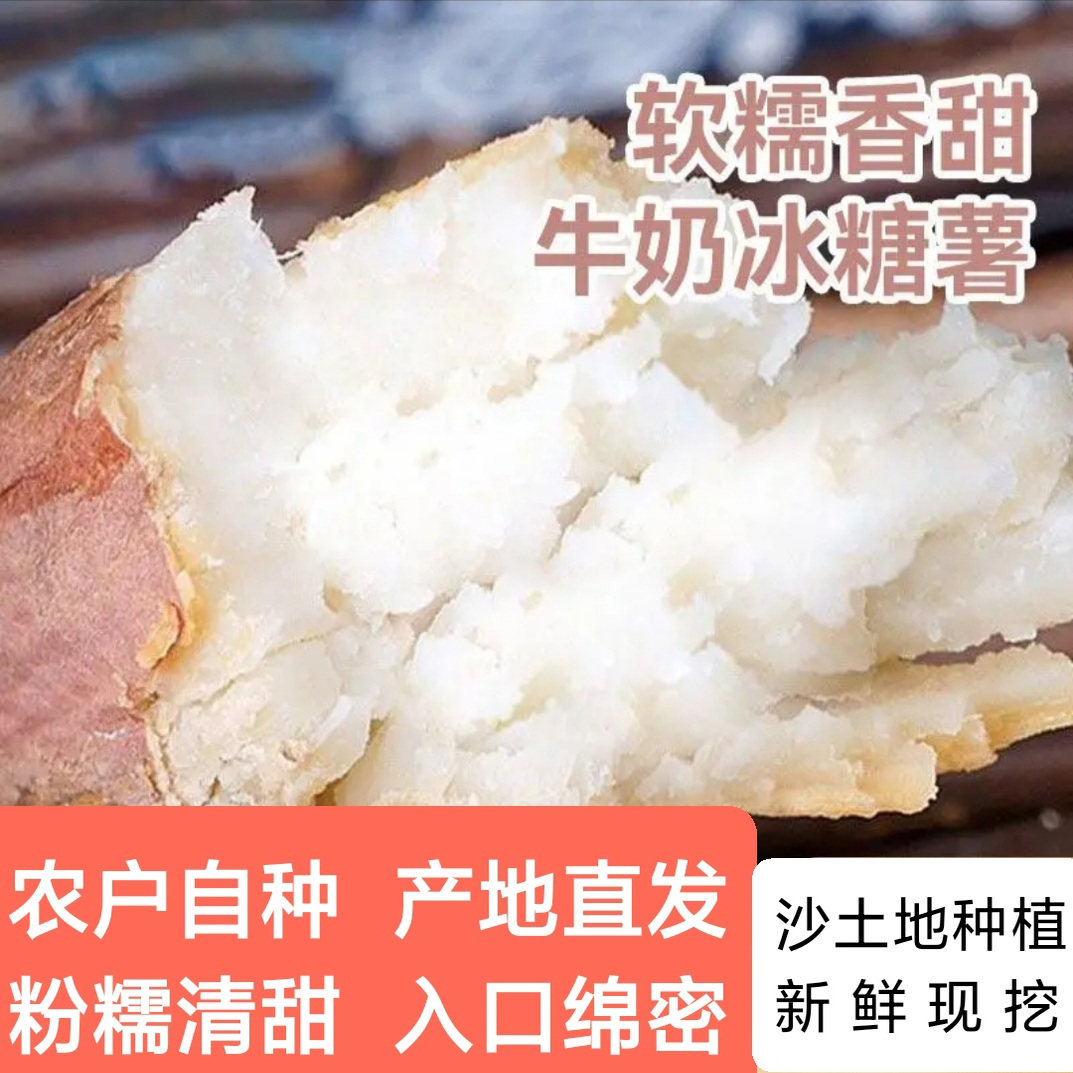 哈密冰糖薯河南沙地新鲜现挖白心番薯