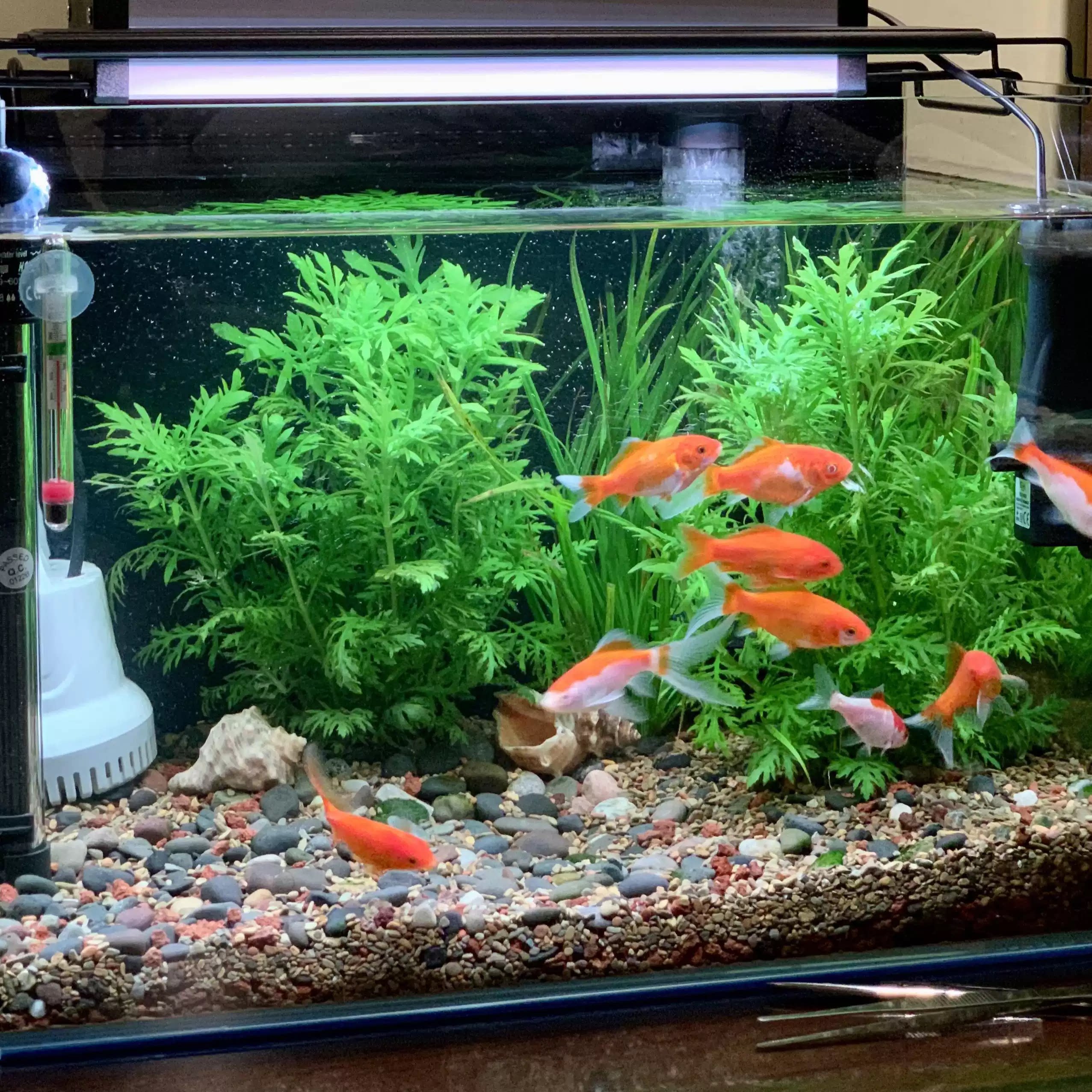 水罗兰坨草鱼缸造景阴性淡水