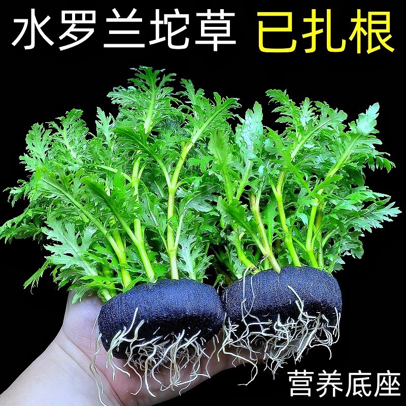 水罗兰坨草已扎根营养底座鱼缸盆栽易养好养绿色植物沉底水草观赏