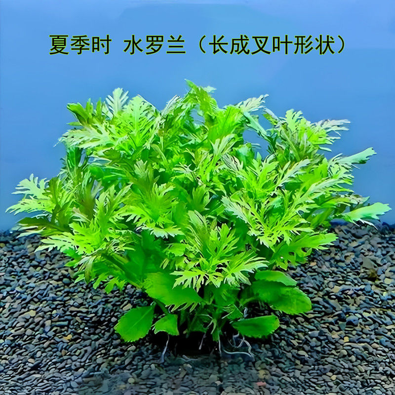 水罗兰水草植物养鱼专用水草