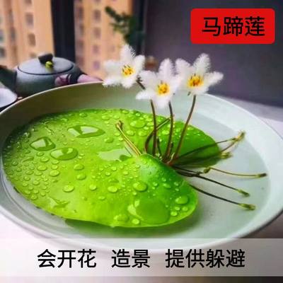 浮萍水草植物鱼缸造景冒泡水培一叶莲水芙蓉水葫芦睡莲净水真水草