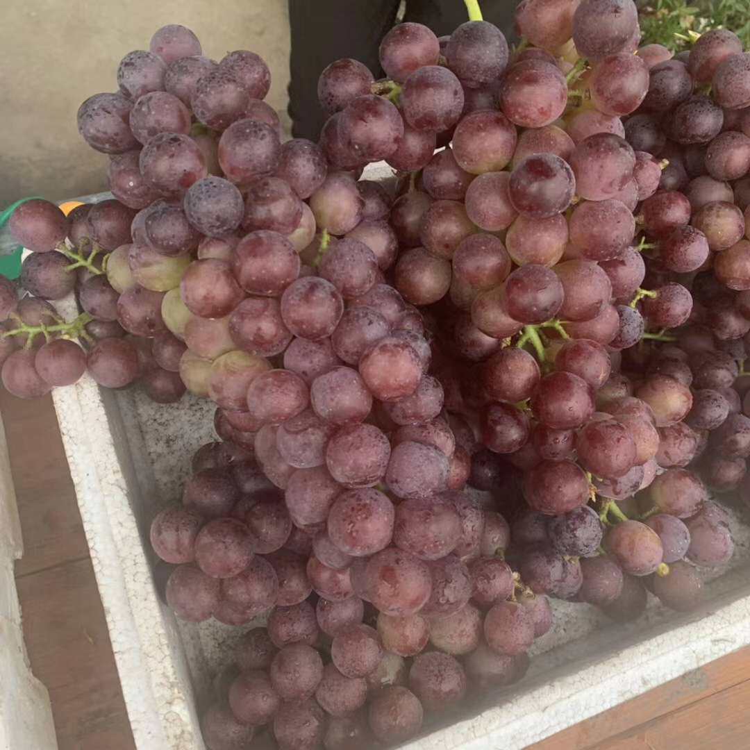2024年上虞盖北葡萄大棚自家种甬优巨峰葡萄水果6-7斤礼盒单件