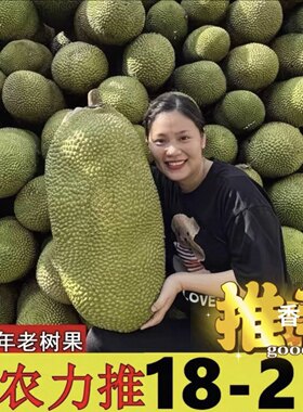 海南三亚黄肉干苞菠萝蜜新鲜采摘水果一整个包邮批发官方旗舰店