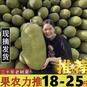 海南三亚黄肉干苞菠萝蜜新鲜采摘水果一整个包邮批发官方旗舰店