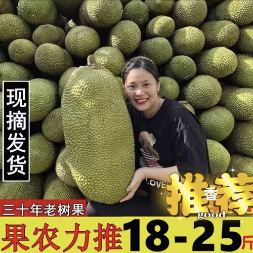 海南三亚黄肉干苞菠萝蜜新鲜采摘水果一整个包邮批发官方旗舰店