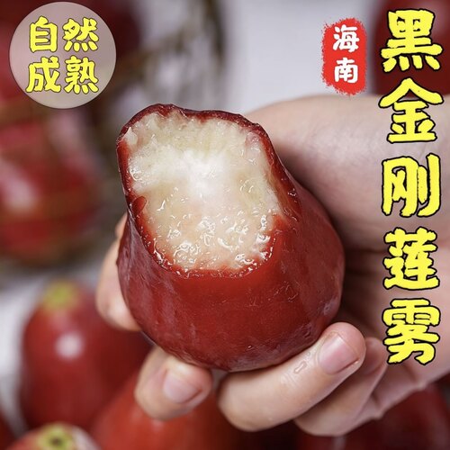 海南黑金刚莲雾-黑糖芭比-香甜爽口-现摘现发-新鲜多汁-莲雾批发