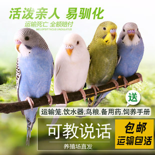 鹦鹉活鸟虎皮鹦鹉鸟类小鸟会学说话的鸟手养宠物小型鹦鹉一公一母